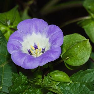 Zegekruid zaden - Zegekruid Lilac Blue
