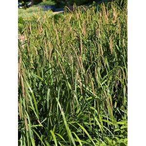 Carex pendula - 0.7 liter pot - Set van 3