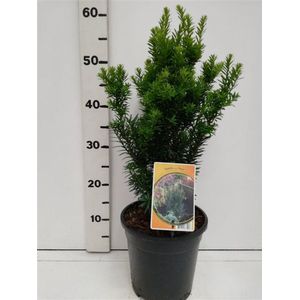 Plants Online - Haagplanten - Coniferen - Tuinplanten - Sier coniferen - Set van 3 - Taxus cuspidata nana - 3 liter pot - Plant 30-40 cm