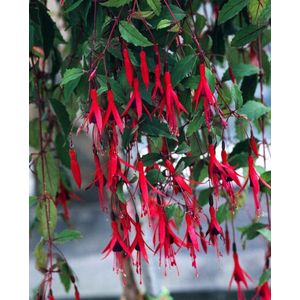 Plants Online - Tuinplanten - Vaste planten - Tuinplanten - Heesters - Set van 1 - Fuchsia magellanica gracilis - 2 liter pot - Plant