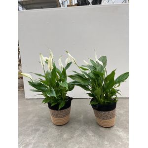 Spathyphylium planten in een super mooie mand 2 stuks
