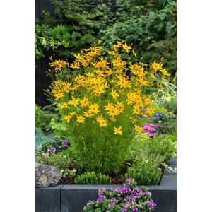 Plants Online - Tuinplanten - Vaste planten - Set van 5 - Coreopsis verticillata 'Grandiflora' - 0.7 liter pot - Plant