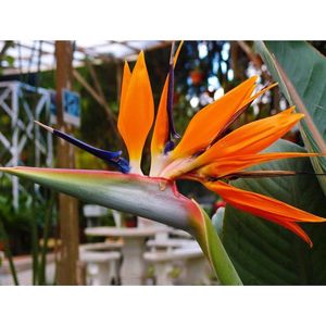 Paradijsvogelbloem - Strelitzia Reginea - 10 Zaden - Exotische / Tropische Kamer en Terras plant - Garden Select