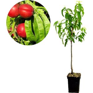 Prunus Persica 'Big Top' nectarine - Hoogte 100cm - 5 liter pot