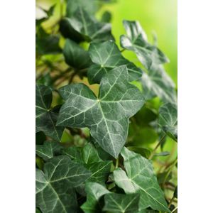 Plants Online - Tuinplanten - Klimplanten - Set van 1 - Hedera hibernica - 2 liter pot - Plant 60-80 cm