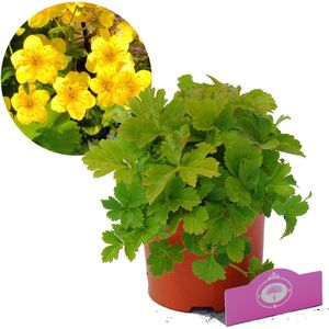 Waldsteinia ternata, goudaardbei bodembedekker, 2 liter pot