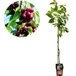 Prunus avium 'Kordia' kersenboom - Hoogte +120cm - 5 liter pot