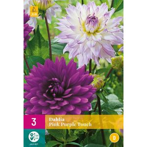 Dahlia Pink Purple Touch - 3st - Paars / Roze Grootbloemig - Bloembollen Kopen? Garden Select