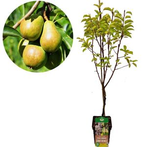 Mix fruitzuilen - Set van 4 - Malus, Pryus, Prunus - Hoogte 60-70cm - ⌀9cm
