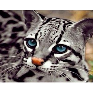 Denza - Diamond painting Poes - kat - 40 x 50 cm volledige bedrukking ronde steentjes direct leverbaar - poes - kitten - kat - kater - lief poesje-
