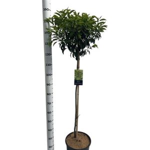 Plants Online - Tuinplanten - Bomen - Set van 1 - Prunus lusitanica 'Angustifolia' C12 cm Stam 100