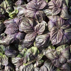 Kruiden zaden - Japanse Basilicum rood (Shiso, Perilla)