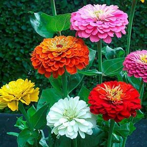 Zinnia zaden - Dahliabloemig gemengd