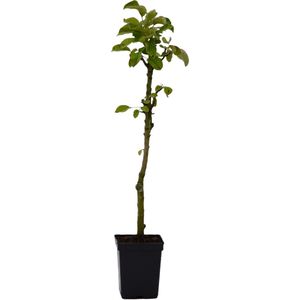 Malus domestica Ballerina 'Bolero'® zuilappelboom - 1.5 liter pot