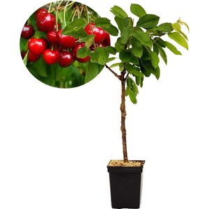 Prunus avium ‘Sylvia’ kersenboom, Gisela 5® onderstam, 5 liter pot
