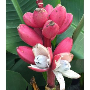Roze Dwergbanaan (Musa Velutina) - 10 Zaden - Lage bananenboom met roze bloemen, vervolgd met zoete bananen -Garden Select