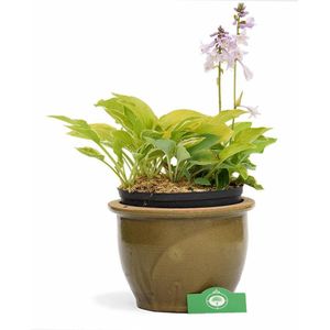Hosta Experience, 4 hosta's in een pot, vaste plant voor tuin terras en balkon