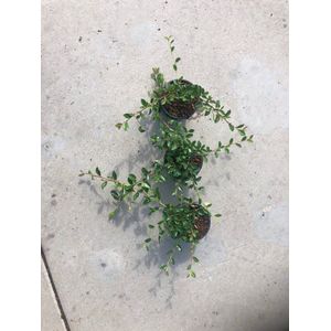 Plants Online - Tuinplanten - Heesters - Set van 1 - Cotoneaster dammeri - 1 liter pot - Plant