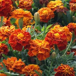 Tagetes Patula nana double ‘Sparky’ ca 5 gram