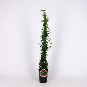Plants Online - Tuinplanten - Klimplanten - Set van 3 - Hedera helix 'Shamrock' - 2 liter pot - Plant 80-100 cm