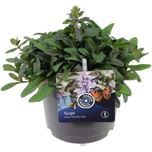 Plants Online - Tuinplanten - Vaste planten - Set van 5 - Ajuga reptans 'Chocolate Chip' - 0.7 liter pot - Plant
