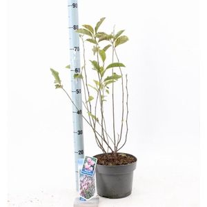 Plants Online - Tuinplanten - Heesters - Set van 1 - Magnolia 'George Henry Kern' - 5 liter pot - Plant 50-60 cm
