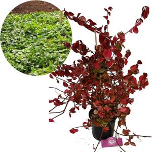 Euonymus fortunei 'Hort's Blaze', Kardinaalsmuts, bodembedekker, 2 liter pot