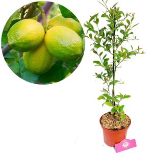 Citrus auratifolia - Limoen' limoenplant - 2 liter pot - 50cm