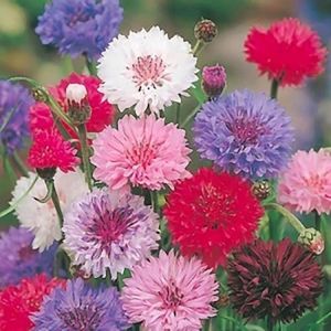 Korenbloem zaden - Korenbloem Polka Dot gemengd