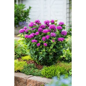 Plants Online - Tuinplanten - Vaste planten - Set van 5 - Monarda Petite Delight - 0.7 liter pot - Plant