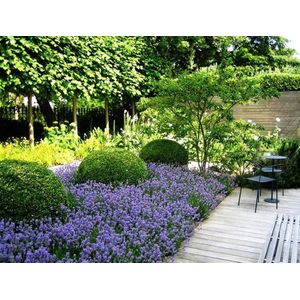 Garden Select - 3x Lavandula angustifolia 'Ardèche Blue' – Lavendel – Heester – Winterhard – ⌀10,5 cm - 10-15 cm
