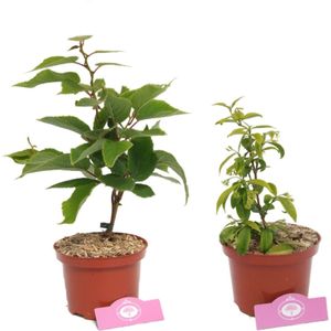 Set van 2 klimplanten – Atlas & jasminoides –  30 cm – 2 liter pot
