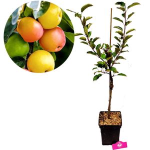 Malus domestica 'Sweet Summer'® speciale appelboom- Hoogte +100cm - 5 liter pot