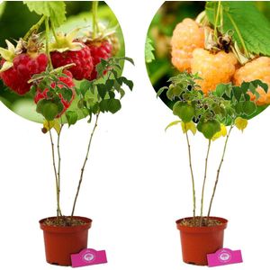 Set van 2 Frambozen - 1 Rode framboos, 1 Gele framboos - Hoogte 50cm - 2 Liter pot - Mix A