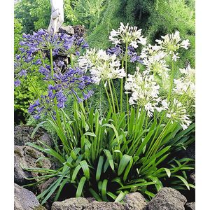 Agapanthus Blauw / Wit - 3 Planten - Tuinplant - Potplant - Gemengd - Vaste Plant - Afrikaanse Lelie - Kaapse Lelie - Max. 90 cm. Hoog - Garden Select