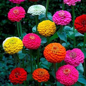 Zinnia zaden - Lilliput gemengd