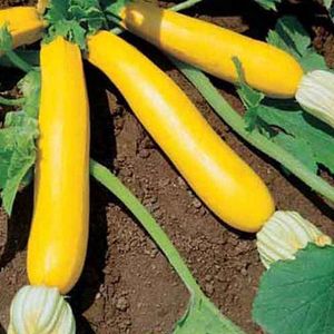 Courgette zaden - Goldena