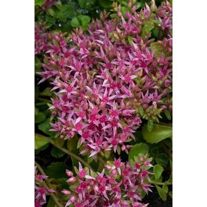 Set van 3 | Sedum spurium 'Coccineum' - 0.7 liter pot