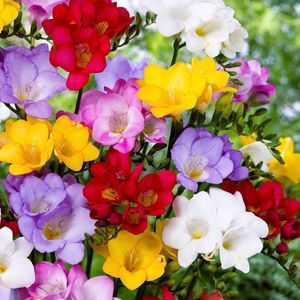50x Dubbelbloemige Freesia - Fresia's Mix - Bloembollen voor tuin en balkon - 50 bloembollen - Omtrek 4-5 cm