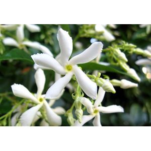 Garden Select - Set van 3 witte Jasmijn planten - Trachelospermum jasminoides - Pot ⌀9cm - Hoogte 25-40cm - Tuinplant - Winterhard - Groenblijvende klimplanten
