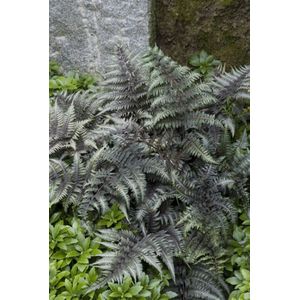 Plants Online - Tuinplanten - Varens - Set van 3 - Athyrium niponicum 'Metalicum' - 1 liter pot - Plant