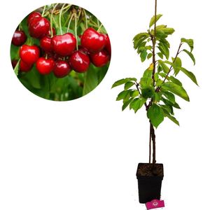 Prunus avium 'Sylvia' kersenboom, 5 liter pot