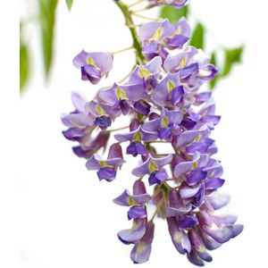 Garden Select - Set van 3 Wisteria sinensis - Blauwe Regen - Pot ⌀9cm - Hoogte  20-30cm - Winterhard - Tuinplant - Klimplant