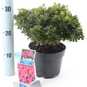 Plants Online - Tuinplanten - Heesters - Set van 1 - Rhododendron (AJ) 'Anouk' - 2 liter pot - Plant 20-25 cm