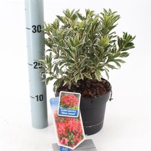 1 stuk(s) | Rhododendron (AJ) 'Silver Sword' C2 20-25 cm