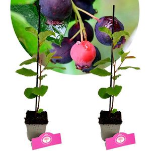 Set van 2 Krentenboompjes - 'Prince William' - Amelanchier - Hoogte 30cm - 9cm pot