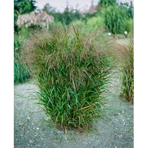Plants Online - Tuinplanten - Siergrassen - Set van 5 - Panicum virgatum 'Squaw' - 0.7 liter pot - Plant