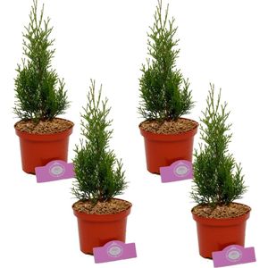 Set van 4 Coniferen - Thuja occidentalis 'Smaragd' - 60cm - 2 liter pot