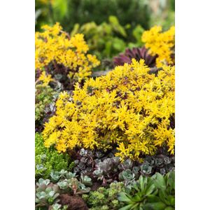 Set van 3 | Sedum spathulifolium 'Purpureum' - 0.7 liter pot