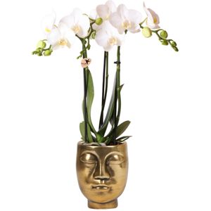 Orchidee wit in Face pot goud | Orchidee